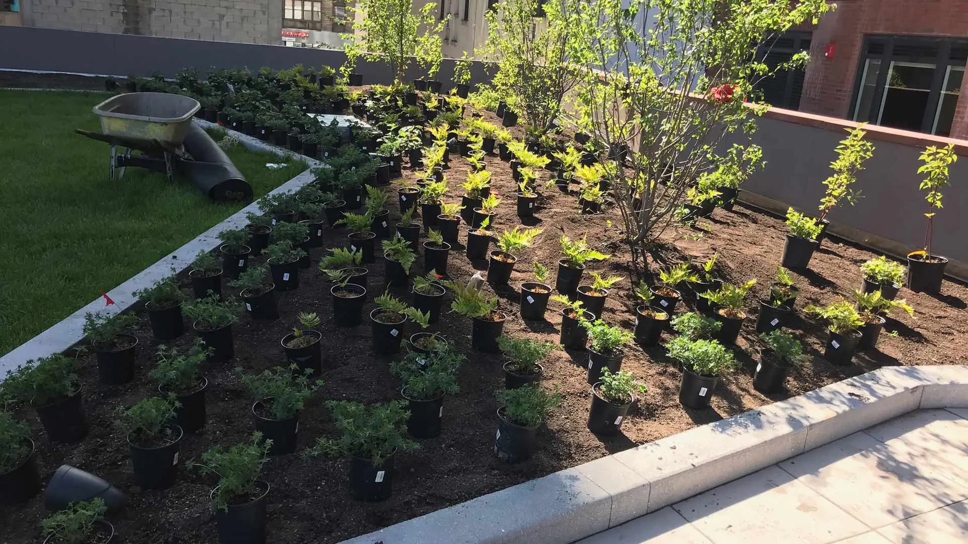 A commercial property having a landscape bed installed in The Bronx, NY.