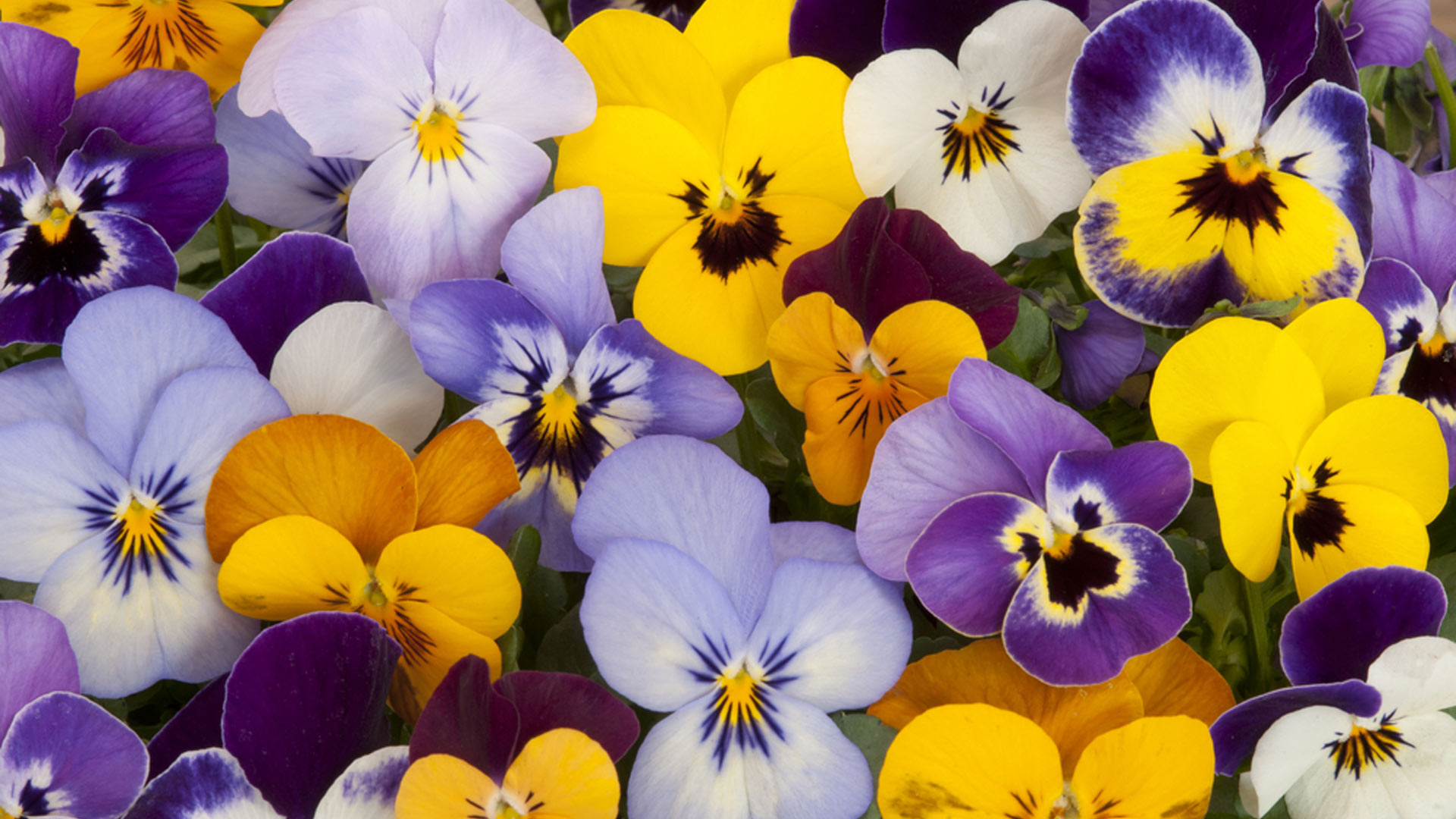 Pansies installed in a landscape bed in Alpine, NJ.