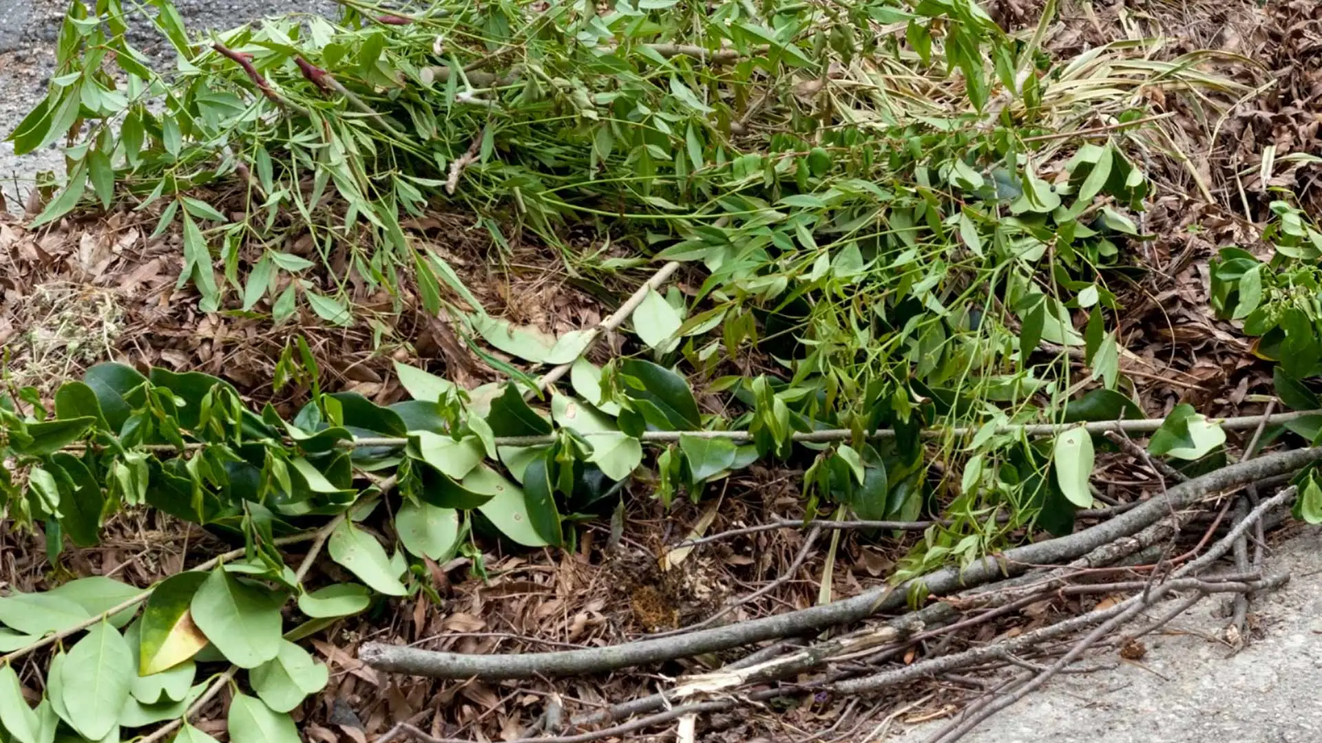 Lawn debris in a pile in Edgewater, NJ.