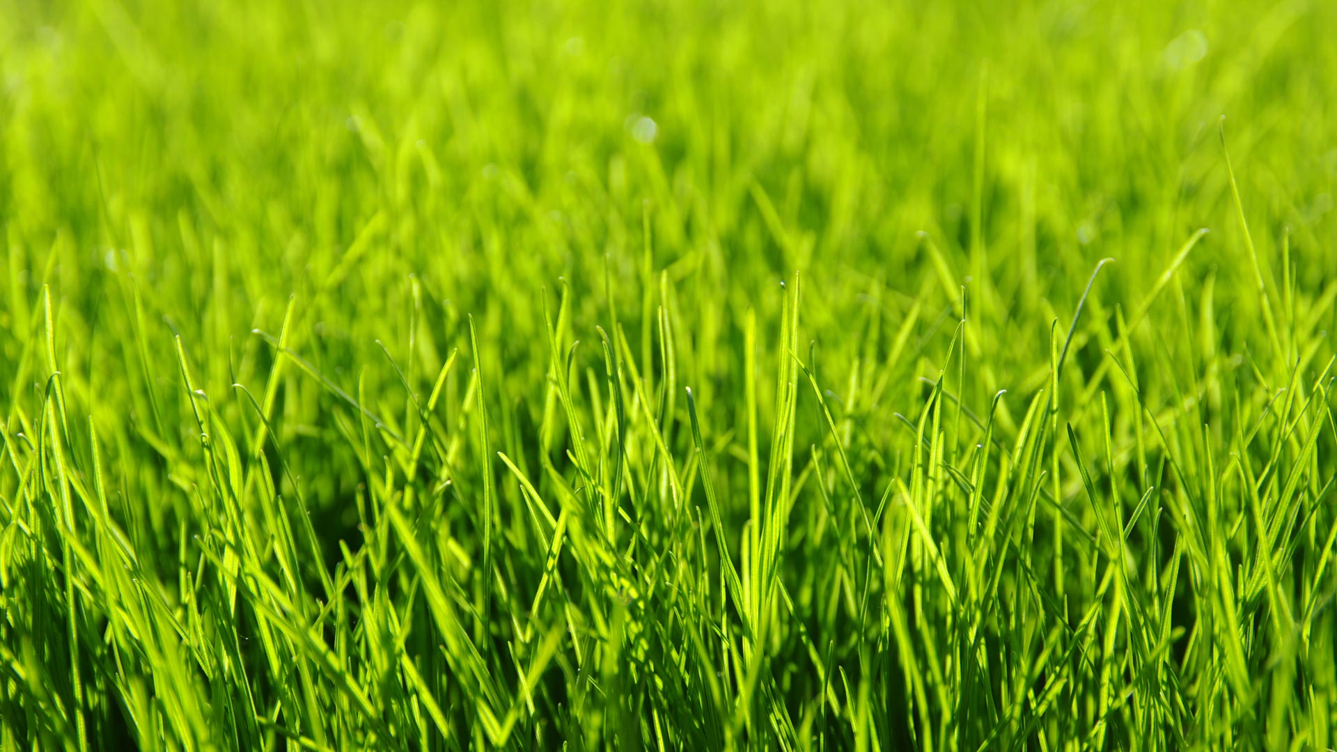 Luscious healthy grass blades in a lawn in Manhattan, NY.