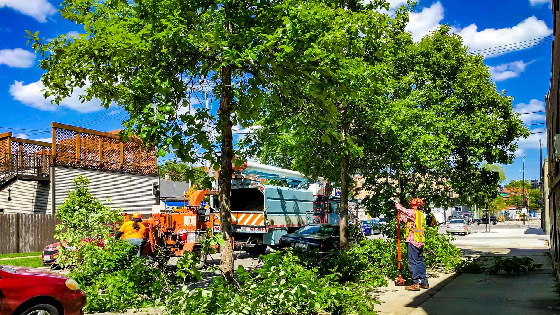 Professional trimming trees by street in The Bronx, NY.