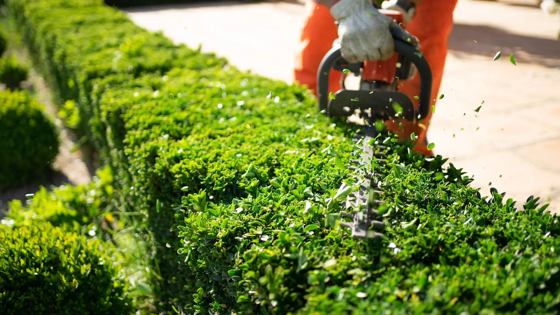 Shrub in landscape bed being trimmed by professionals in Alpine, NJ.