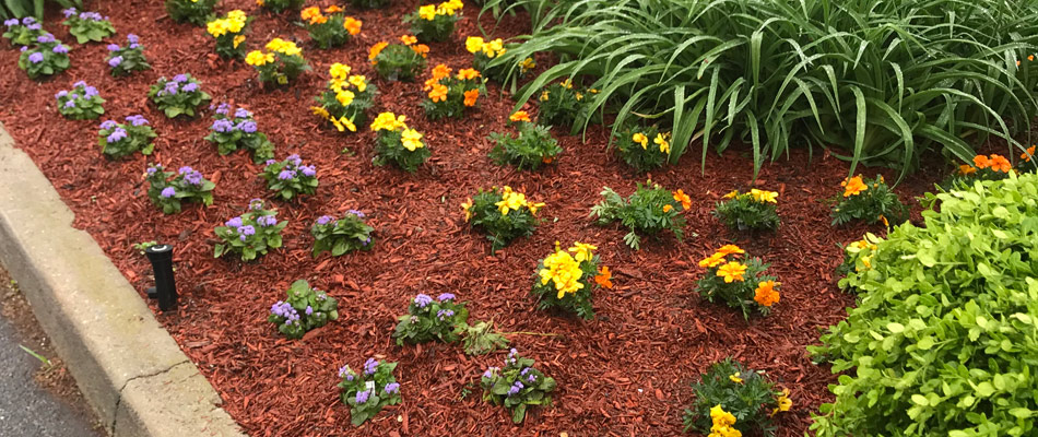 Annual plantings installed in a landscape bed in Manhattan, NY.
