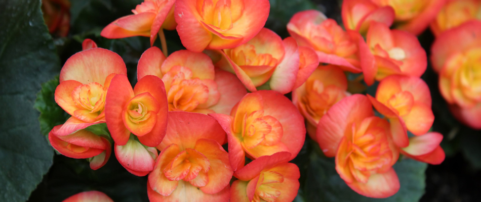 Begonias in a landscape bed blooming in The Bronx, NY.