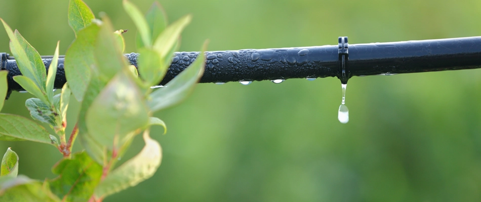 Drip irrigation line watering a landscape bed in Edgewater, NJ.