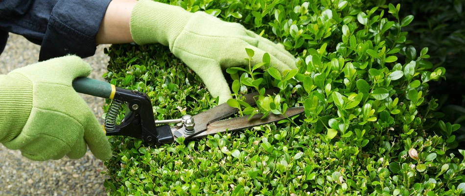 Professional trimming a shrub in a landscape bed in Alpine, NJ.