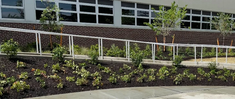 A landscape bed in New Rochelle, NY, with many plants.