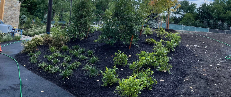 Landscape bed with plantings installed with mulch replenished in Edgewater, NJ.