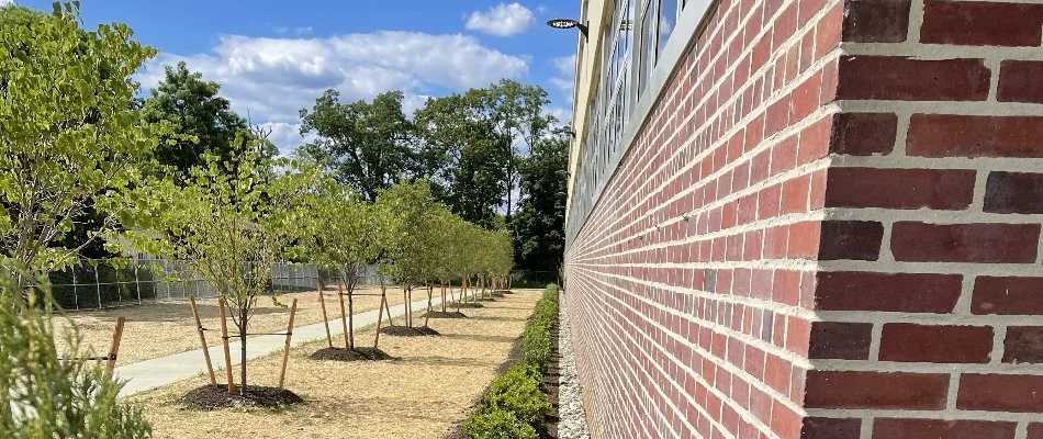 Line of trees recently planted in Fairfield County, CT.