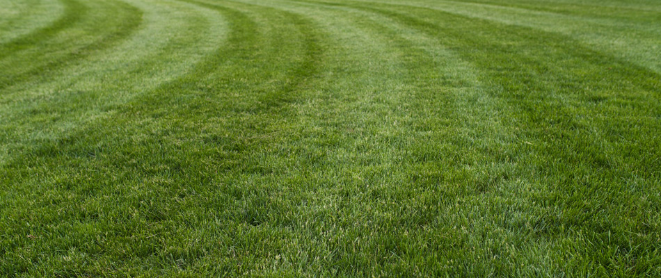 Mowed lawn with pattern lines in Manhattan, NY.