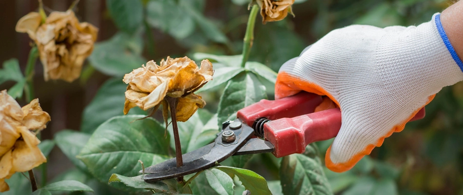 A plant in a landscape bed being trimmed in Allendale, NJ.