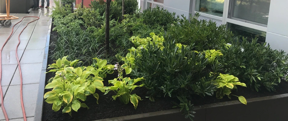 Plantings in a landscape bed installed in Alpine, NJ.