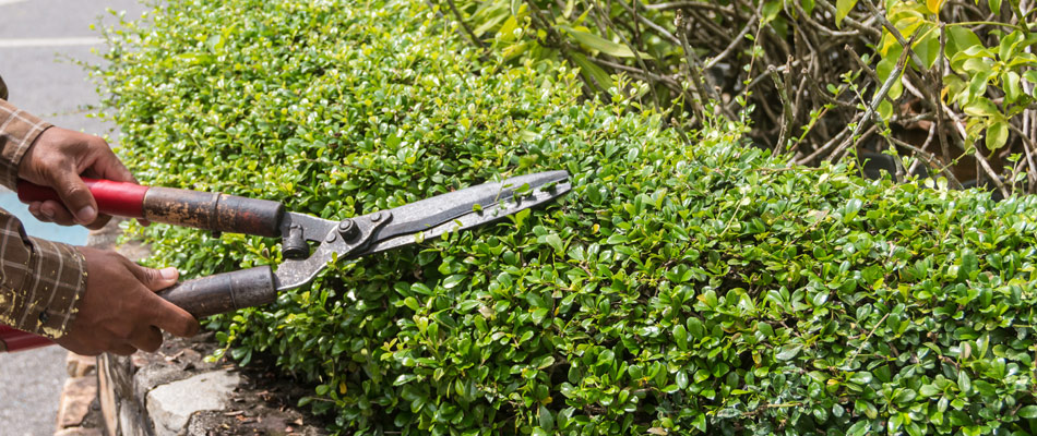 A professional trimming a shrub in a landscape bed in Edgewater, NJ.