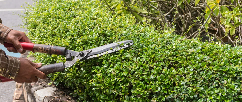 A professional trimming a shrub in a landscape bed in Edgewater, NJ.