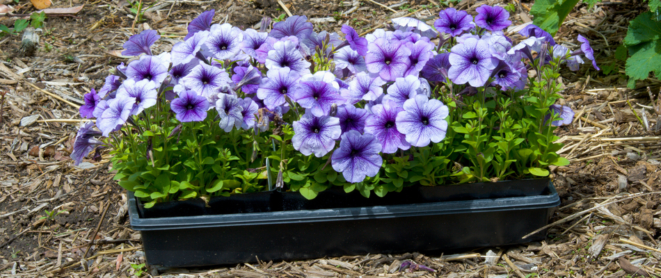 Purple annual flowers ready to be planted on a property in Englewood, NJ.