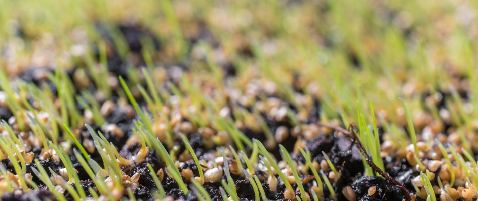 Seeds spread over lawn in Alpine, NJ.