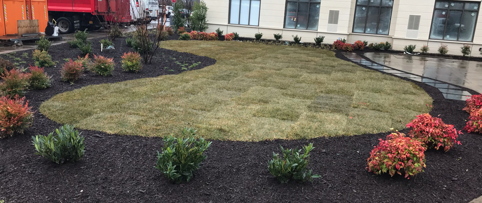 Sod lawn installed with mulching and plantings in landscape bed in Allendale, NJ.