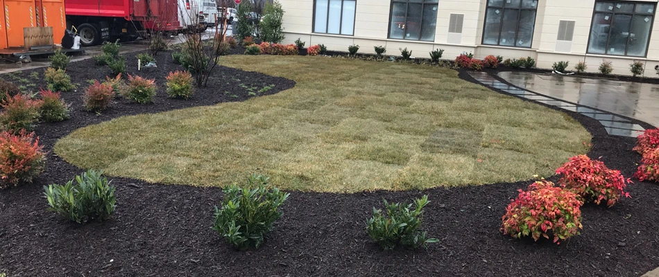 Sod lawn installed with mulching and plantings in landscape bed in Allendale, NJ.