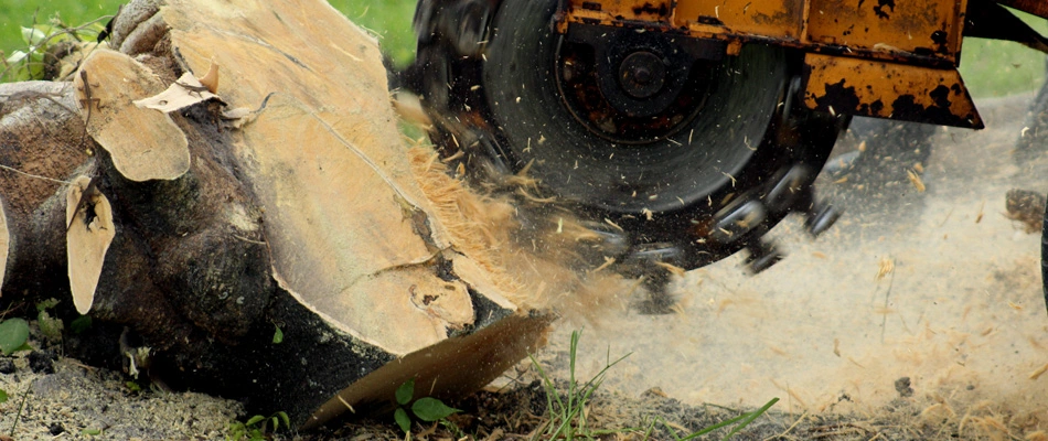 Stump grinding being performed in landscape in Edgewater, NJ.