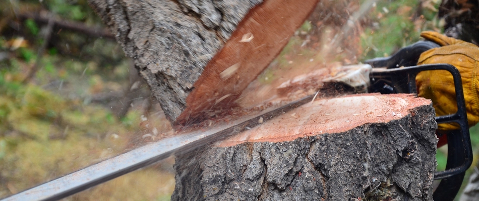 Our tree removal professionals cutting down a tree behind a home in Trumbull, CT.