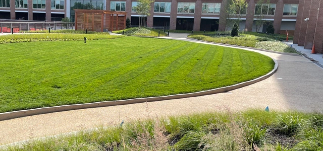 Mowed lawn in New York.