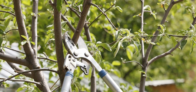 A professional trimming tree in New York.