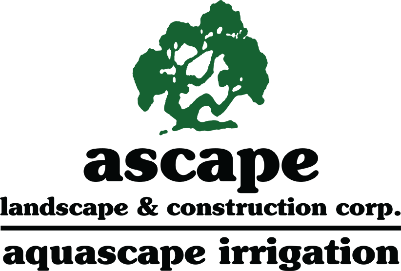 Ascape Landscape